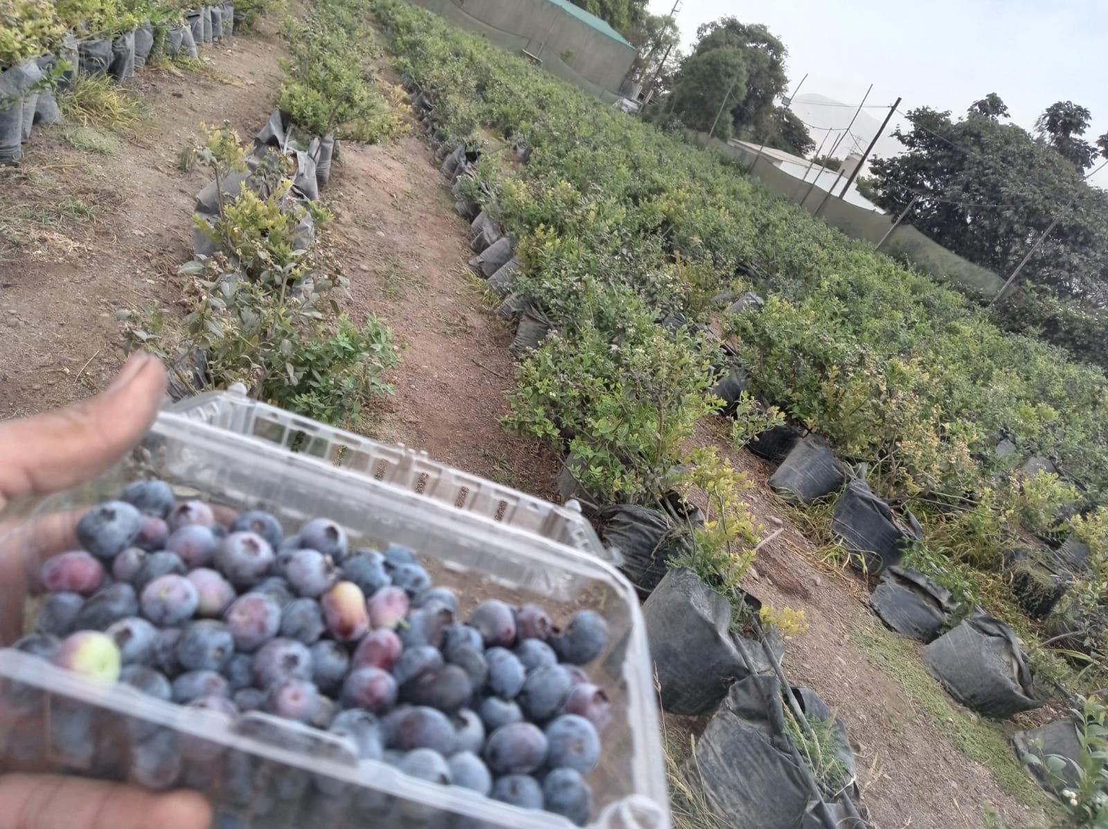 Arándanos recién cosechados junto a las plantas del fundo