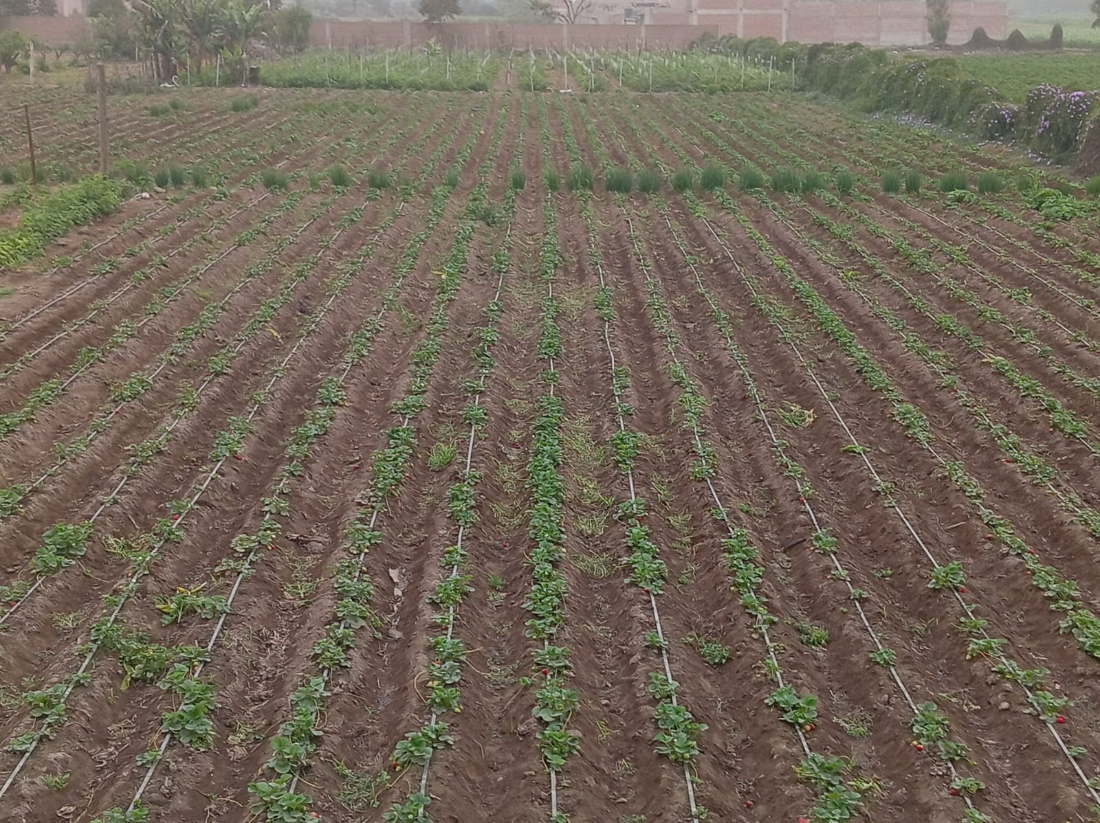 Campos de cultivo en surcos del Fundo Agroecológico en Pachacámac