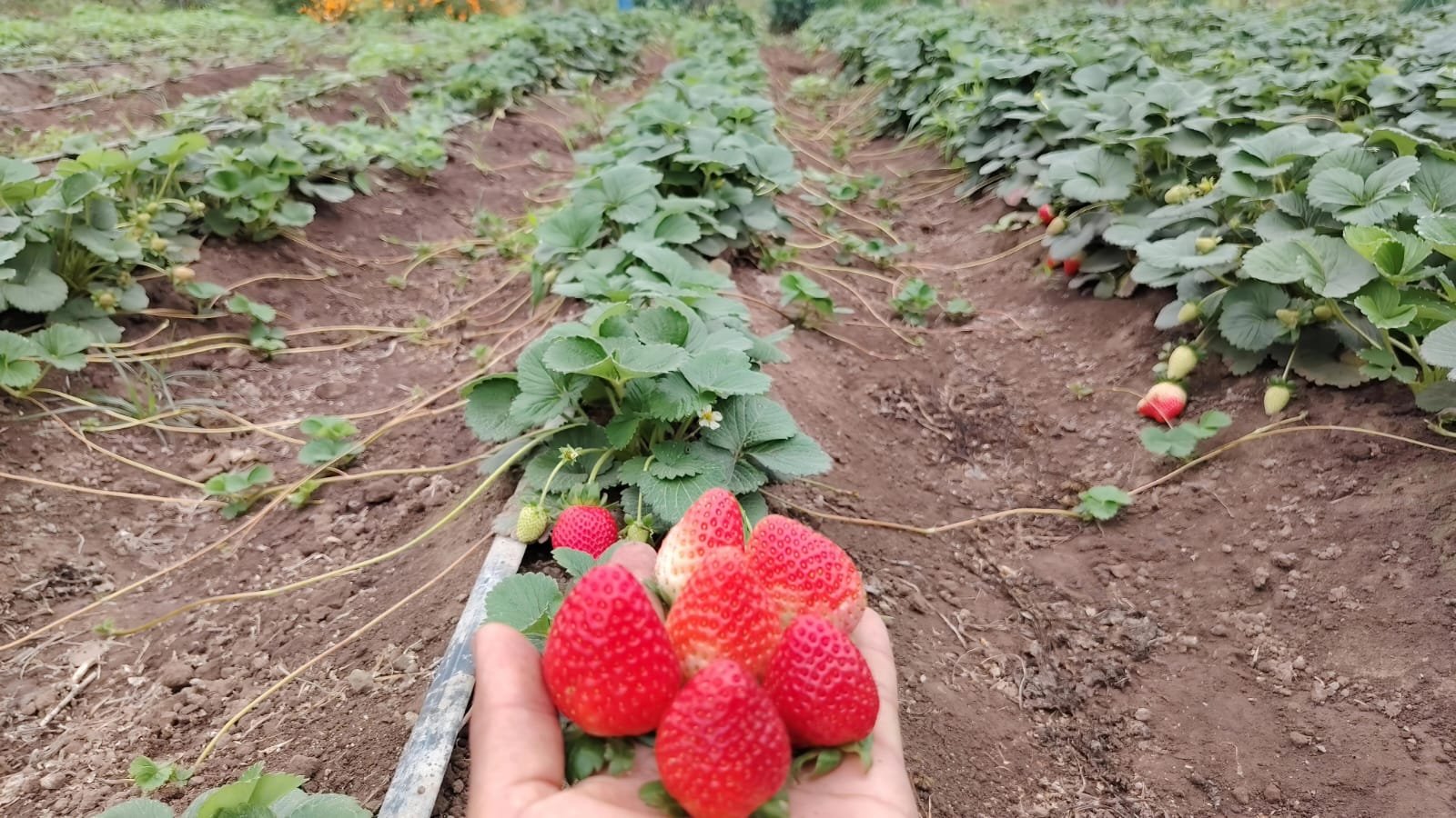 Fresas maduras recién cosechadas en el Fundo Agroecológico