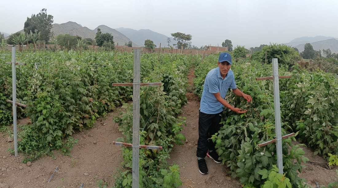 Vista panorámica del Fundo Agroecológico en Pachacámac con sus cultivos y montañas al fondo